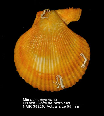 Mimachlamys varia.jpg - Mimachlamys varia(Linnaeus,1758)